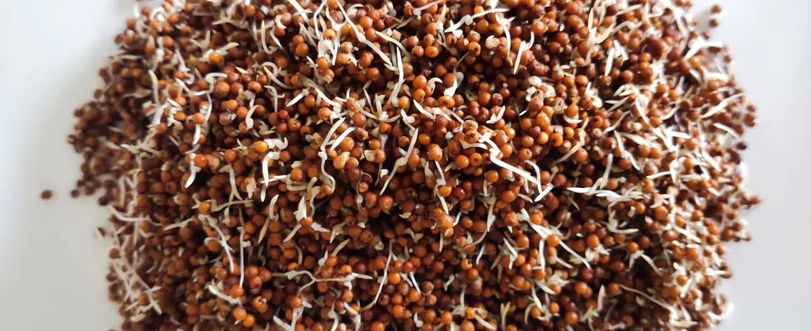 sprouted ragi