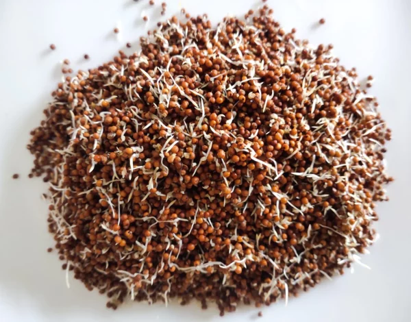 sprouted ragi